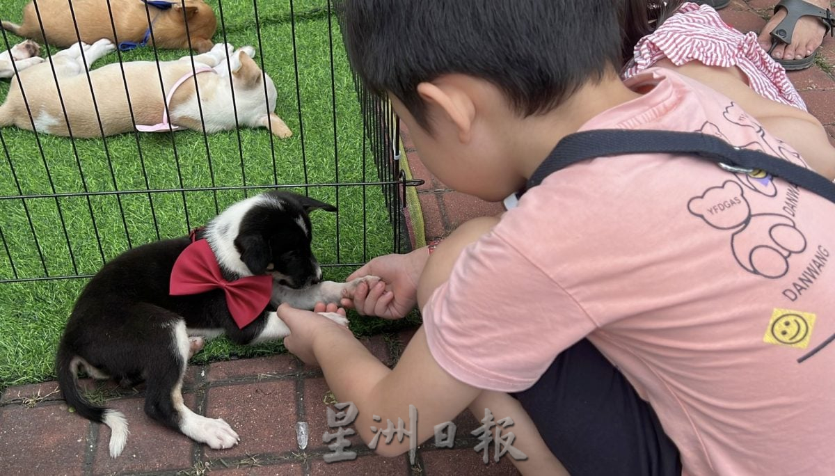 【带你去找爱】:黑白“狗生”因你的爱而有色彩!