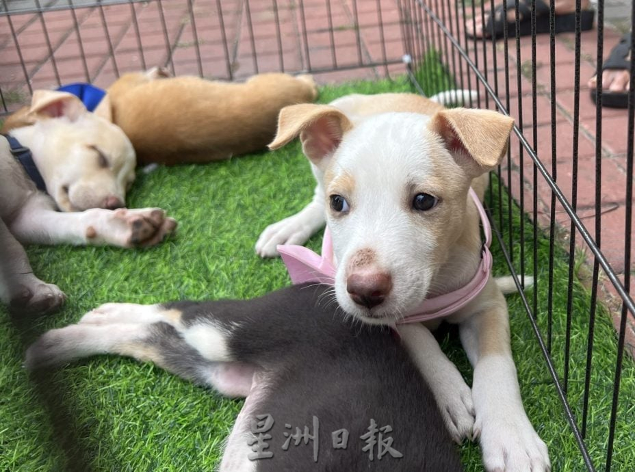 【带你去找爱】:黑白“狗生”因你的爱而有色彩!