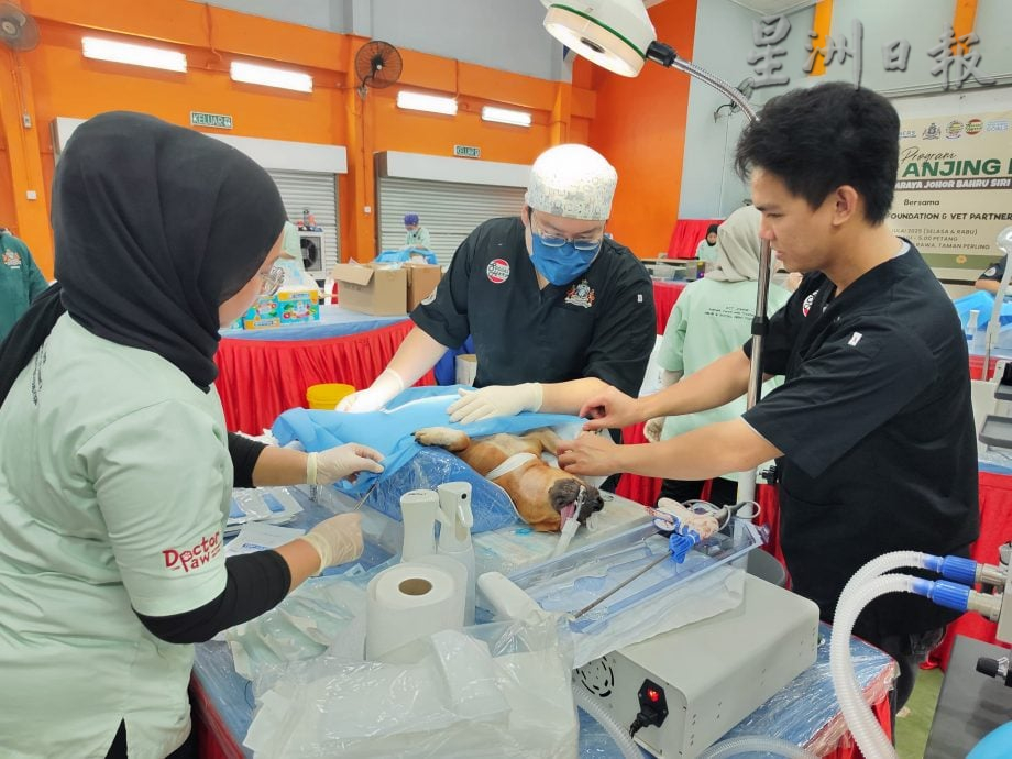 (已签发)柔:结合非政府组织之力 新山市政厅加强管控流浪狗