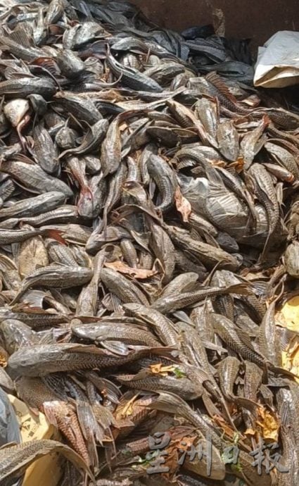 大都会(版2头)/外来鱼入侵城市河流,捕捞的90%鱼种都是外来鱼