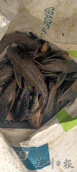 大都会(版2头)/外来鱼入侵城市河流,捕捞的90%鱼种都是外来鱼