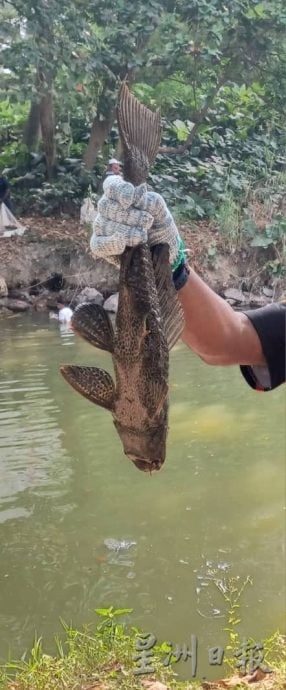 大都会(版2头)/外来鱼入侵城市河流,捕捞的90%鱼种都是外来鱼