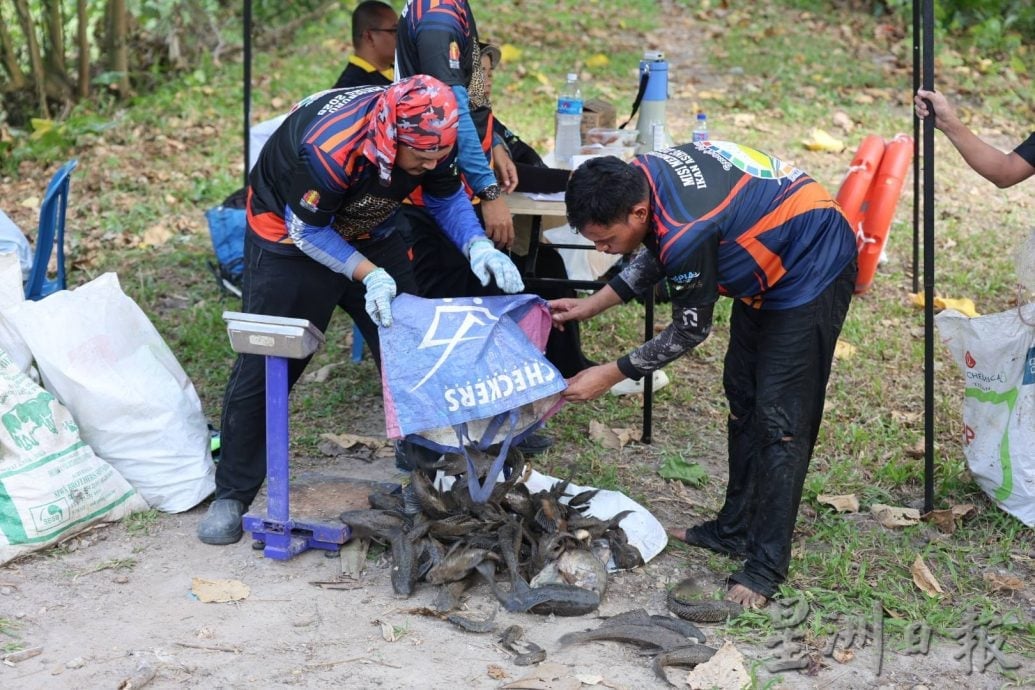 大都会(版2头)/外来鱼入侵城市河流,捕捞的90%鱼种都是外来鱼