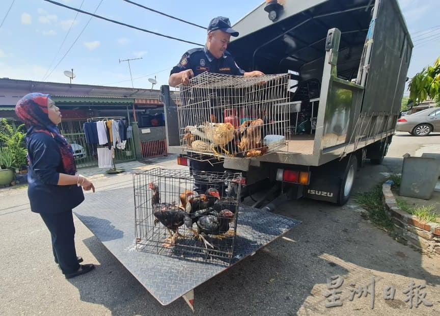 大都会今下/颜友鹰开会反映罗兴亚人住家养鸡