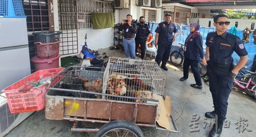 大都会今下/颜友鹰开会反映罗兴亚人住家养鸡