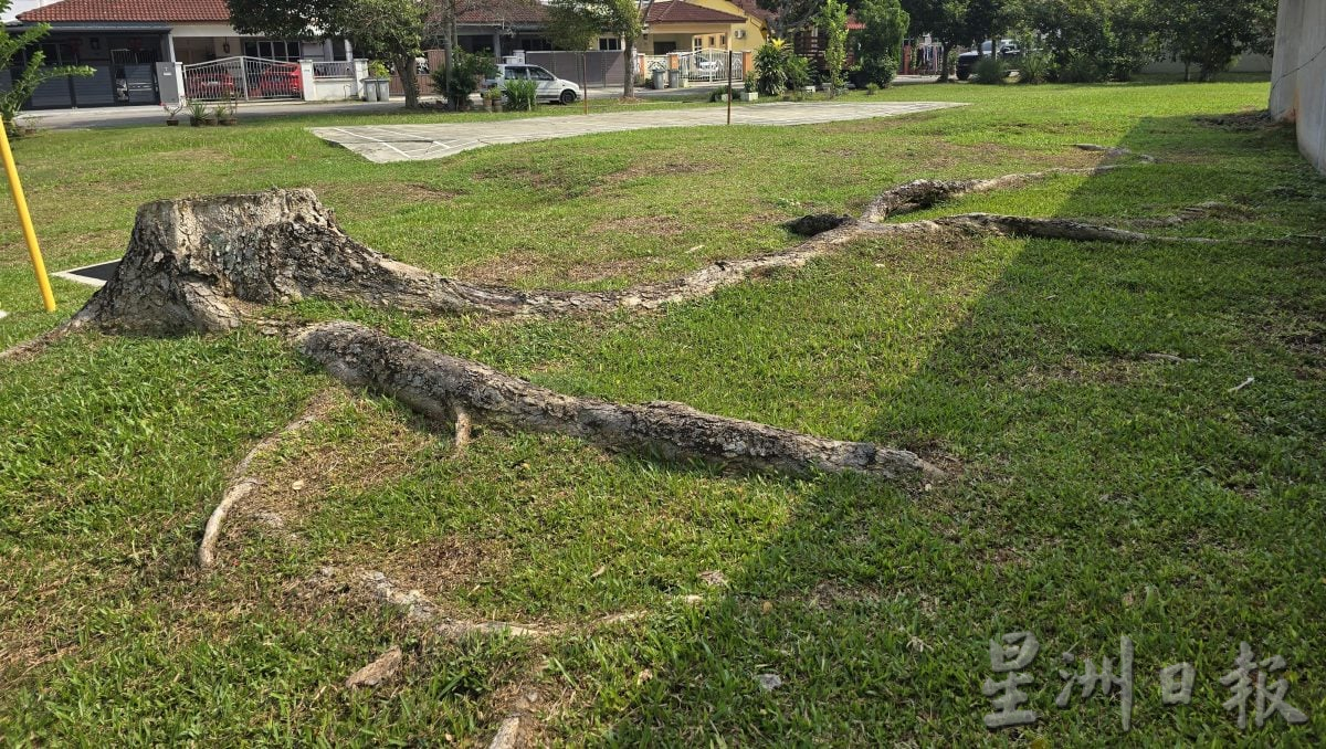 (古城第六版主文)泥土流失 南眉哈慕尼花园草场地波浪般不平 地势呈弧形
