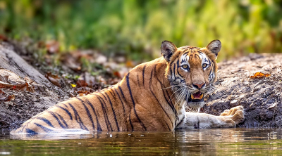Tigers thrive, conflicts decline in Nepal