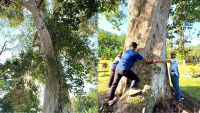 坐落劳勿甘榜瓜拉哥镭 近百年橡胶树全国最大