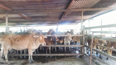 外籍人士占工业区河岸地饲养牛群 环境污染引投诉