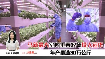 大柔佛三分钟 | 马新最大室内垂直农场投入运作，年产量逾30万公斤