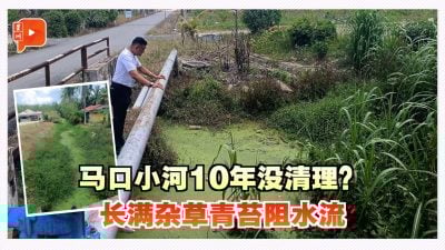 马口小河10年没清理？长满杂草青苔阻水流