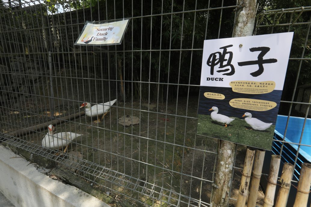 15/8大都会-半岛心旅行：武来岸榴莲树下度假村／22图