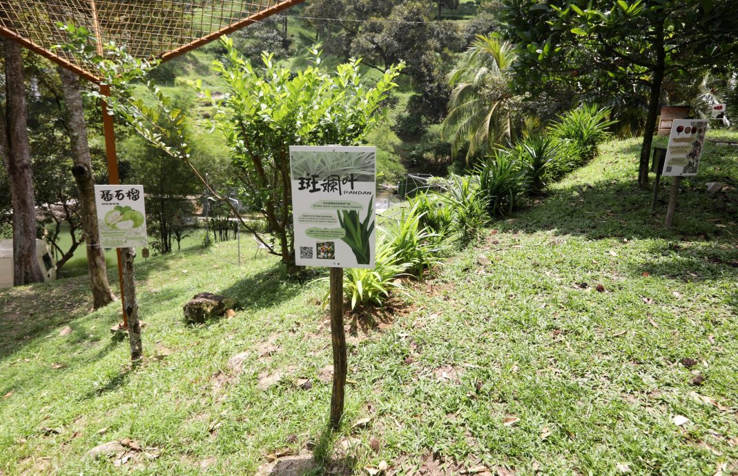15/8大都会-半岛心旅行：武来岸榴莲树下度假村／22图
