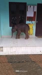 3月大幼象闯校园掀热议 网民：像等待入学的孩子！