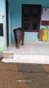 3月大幼象闯校园掀热议 网民：像等待入学的孩子！