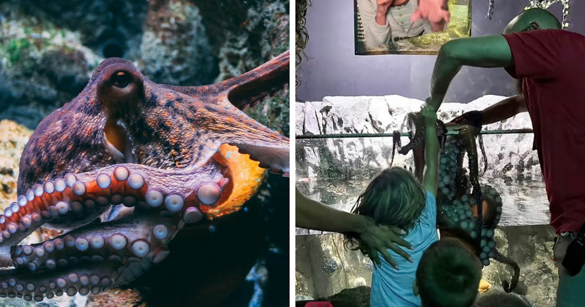 6岁童被水族馆巨型章鱼吸住　“3个大人才拔开”满手瘀伤画面曝