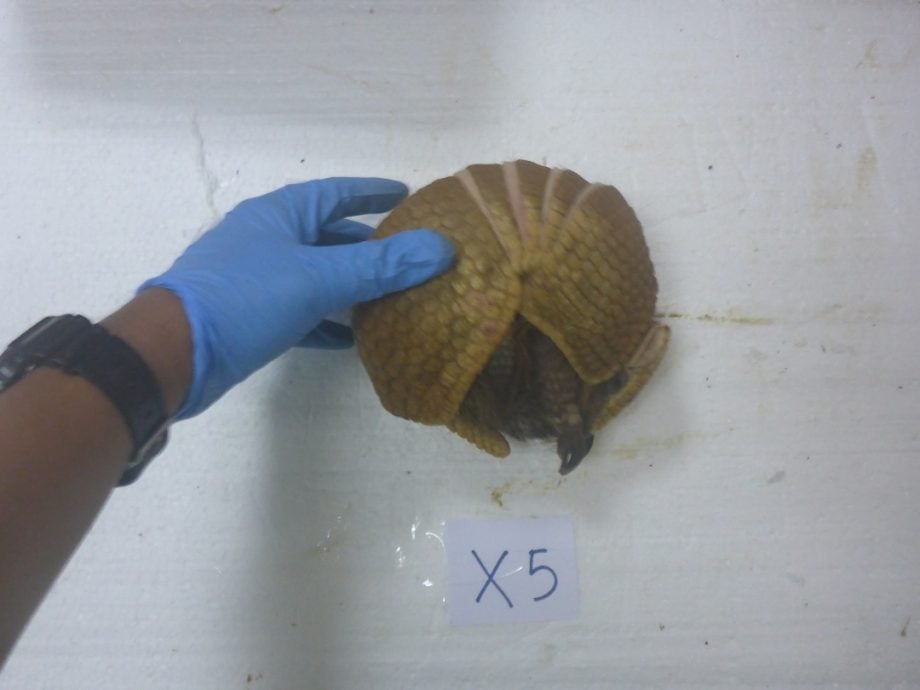 7个月破10野生动物走私案·AKPS捕12走私骡 救4958只珍稀动物