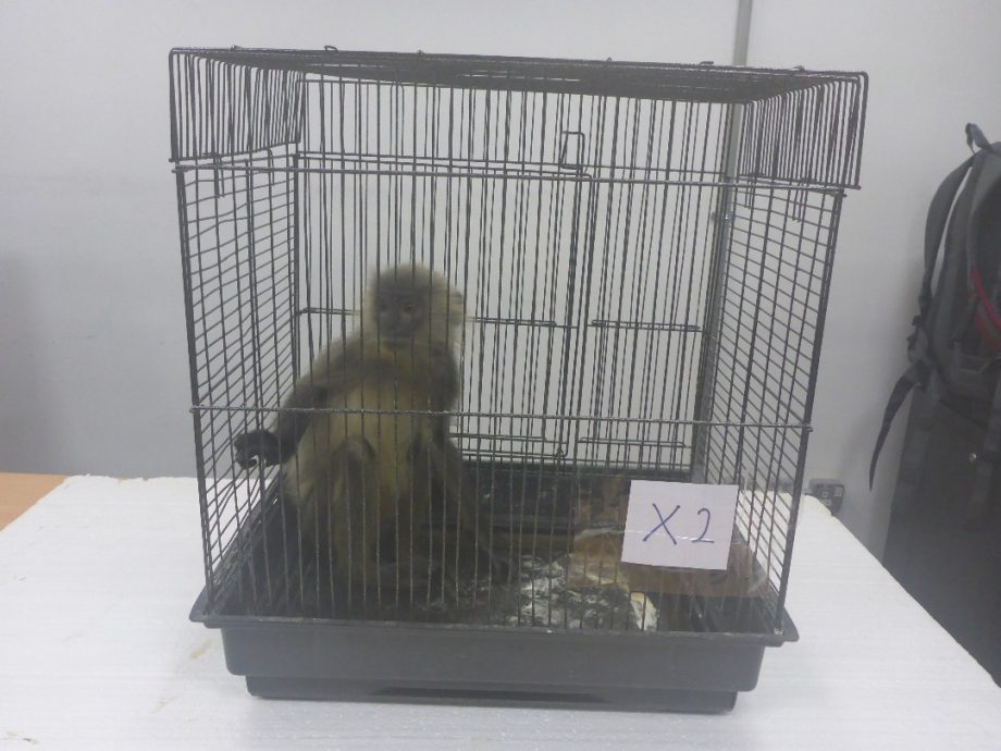 7个月破10野生动物走私案·AKPS捕12走私骡 救4958只珍稀动物