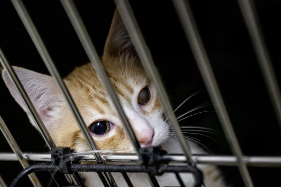 8.8国际猫咪日:反虐待,反残暴,终止虐猫行为,共同守护猫咪!