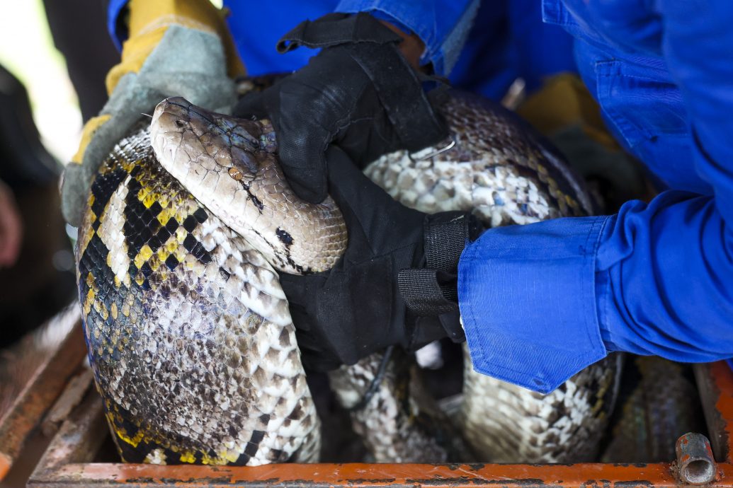 80公斤蟒蛇闯民宅,从天花板掉入房间成功被抓捕。