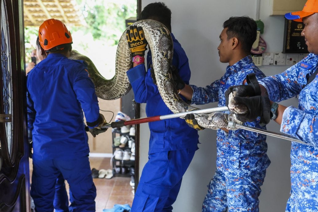 80公斤蟒蛇闯民宅,从天花板掉入房间成功被抓捕。