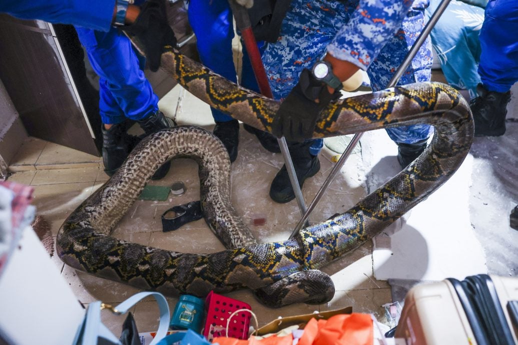 80公斤蟒蛇闯民宅,从天花板掉入房间成功被抓捕。