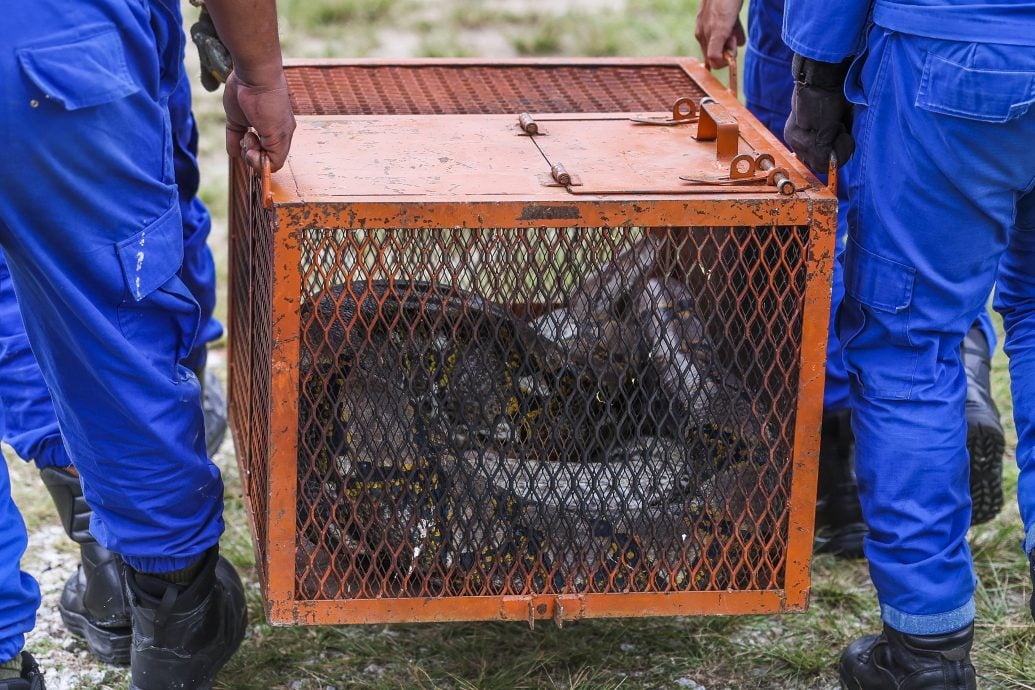 80公斤蟒蛇闯民宅,从天花板掉入房间成功被抓捕。