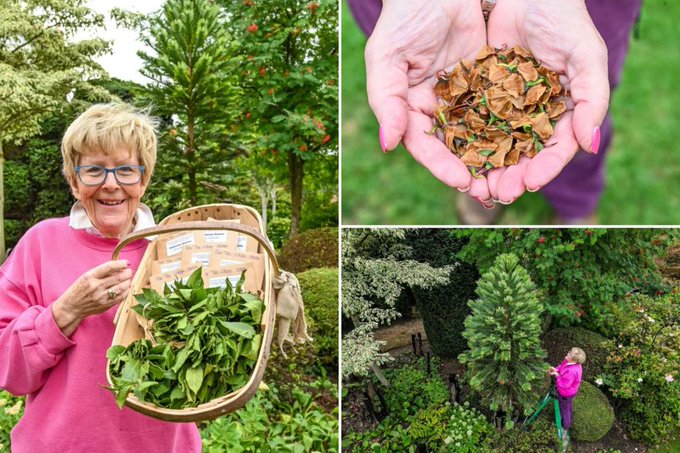 9000万年前“恐龙树”奇迹重生！一株市值2.8万令吉