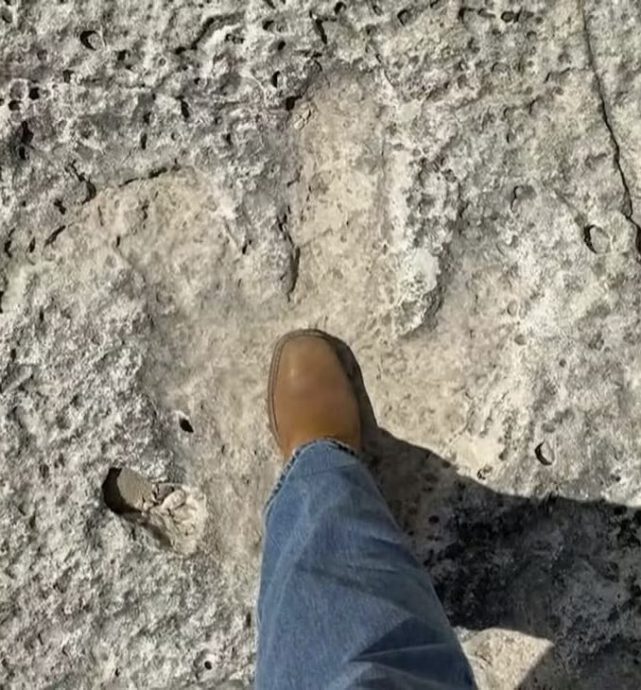 ​拼盘 德州洪水冲出1.15亿年高棘龙脚印