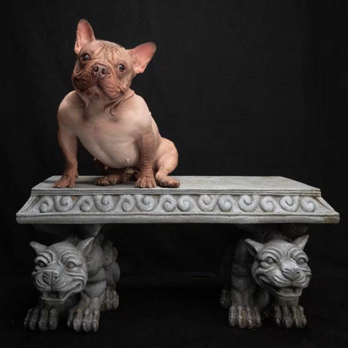 “最丑狗狗比赛”冠军奖金2.1万 斗牛犬赢了!