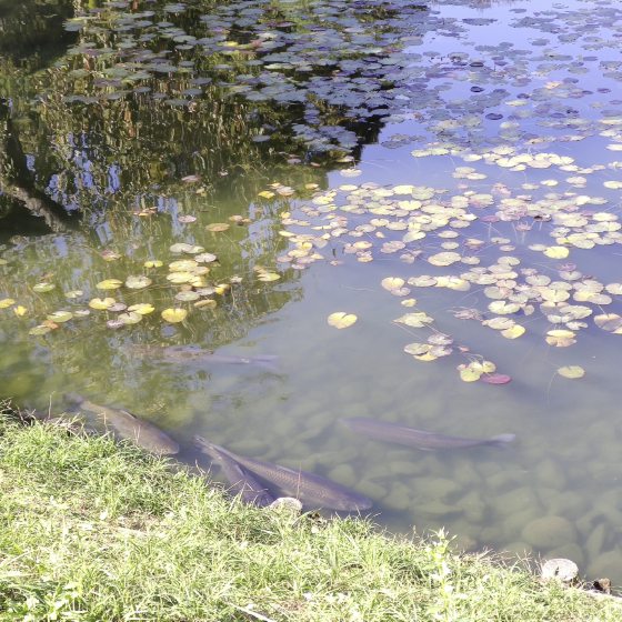 【日本】平等院：文化与自然的交融