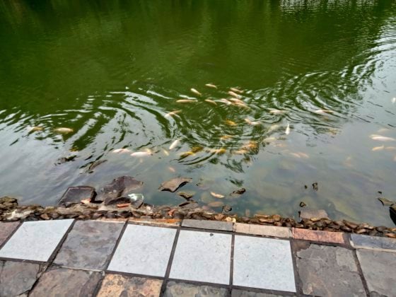 【砂拉越】诗巫，被拉让江包围的天鹅城