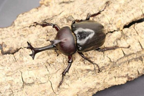 【虫虫世界／01】甲虫成新宠,台湾掀起养虫风潮