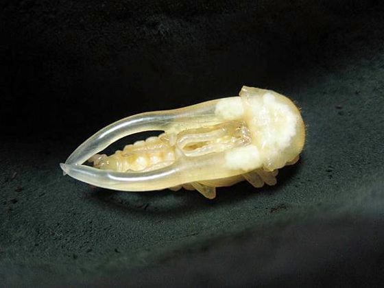 【虫虫世界／01】甲虫成新宠,台湾掀起养虫风潮