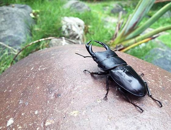 【虫虫世界／01】甲虫成新宠,台湾掀起养虫风潮