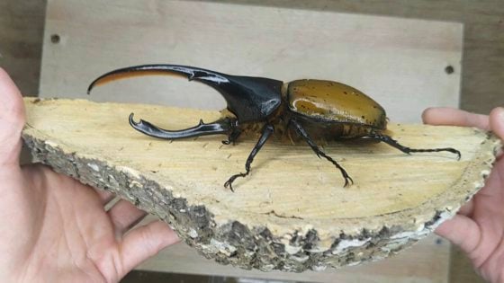 【虫虫世界／01】甲虫成新宠,台湾掀起养虫风潮