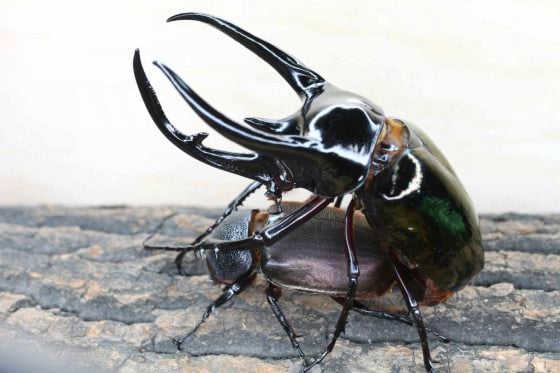 【虫虫世界／01】甲虫成新宠,台湾掀起养虫风潮