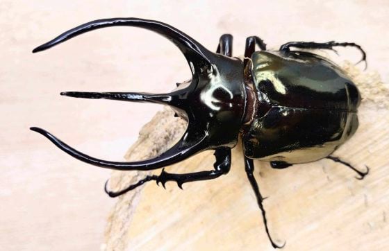 【虫虫世界／01】甲虫成新宠,台湾掀起养虫风潮