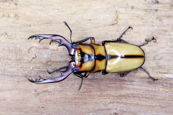 【虫虫世界／01】甲虫成新宠,台湾掀起养虫风潮