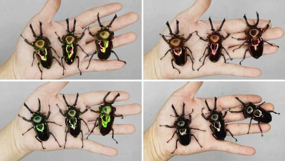 【虫虫世界／01】甲虫成新宠,台湾掀起养虫风潮