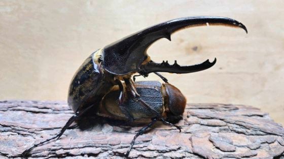 【虫虫世界／01】甲虫成新宠,台湾掀起养虫风潮