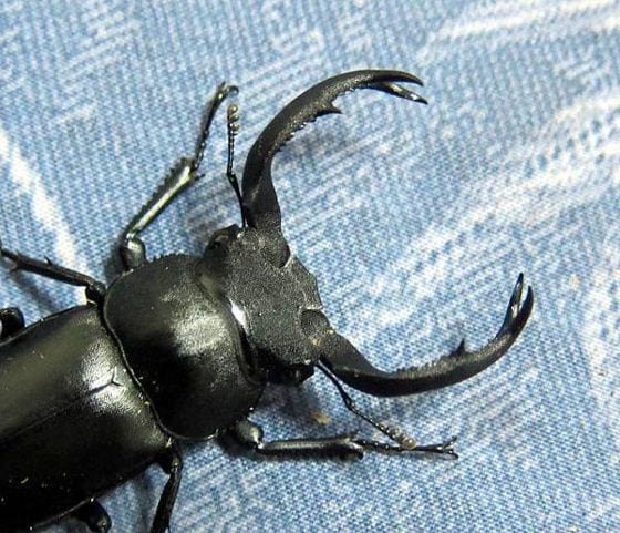 【虫虫世界／01】甲虫成新宠,台湾掀起养虫风潮