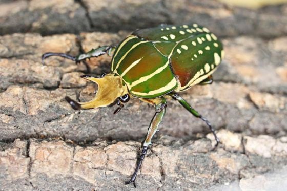 【虫虫世界／01】甲虫成新宠,台湾掀起养虫风潮