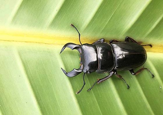 【虫虫世界／01】甲虫成新宠,台湾掀起养虫风潮