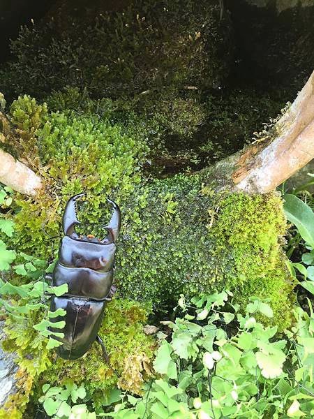 【虫虫世界／01】甲虫成新宠,台湾掀起养虫风潮