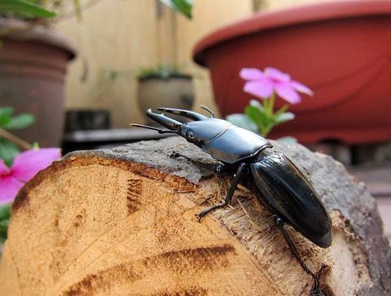 【虫虫世界／01】甲虫成新宠,台湾掀起养虫风潮