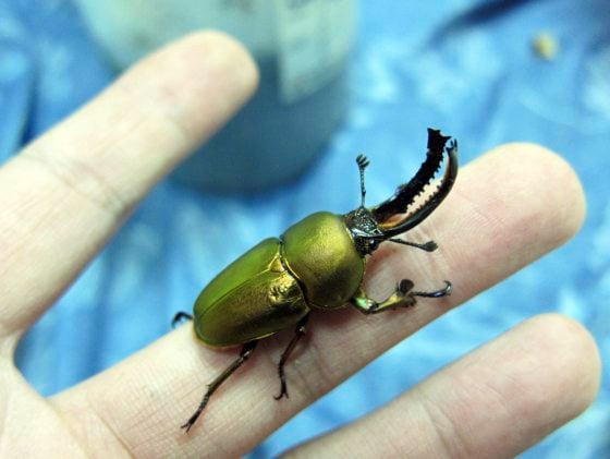【虫虫世界／01】甲虫成新宠,台湾掀起养虫风潮