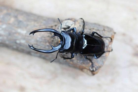 【虫虫世界／01】甲虫成新宠,台湾掀起养虫风潮