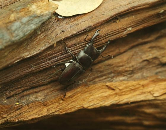 【虫虫世界／03】对生态循环无比重要，我们要如何与昆虫共存？