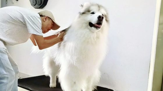 【非一般陪伴者／03】当主人外出，化身临时主人，照顾毛孩起居饮食──全职伴宠师程勇铧、吴雪儿